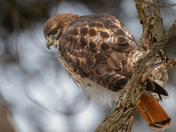 Keeping an eye on things