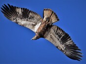 Juvenile Bald Eagle, November 26.