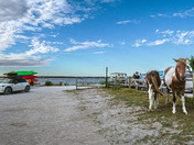 Assateague Island National Seashore