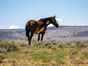 Sand Wash Basin Herd Management Area