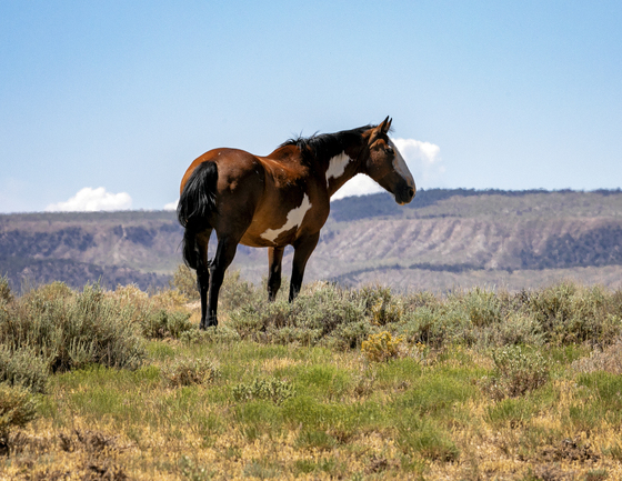 Sand Wash Basin Herd Management Area