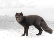 Blue Arctic Fox on white