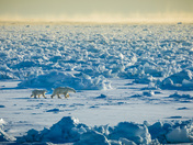 Mother and cub