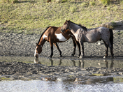 Sand Wash Basin Herd Management Area