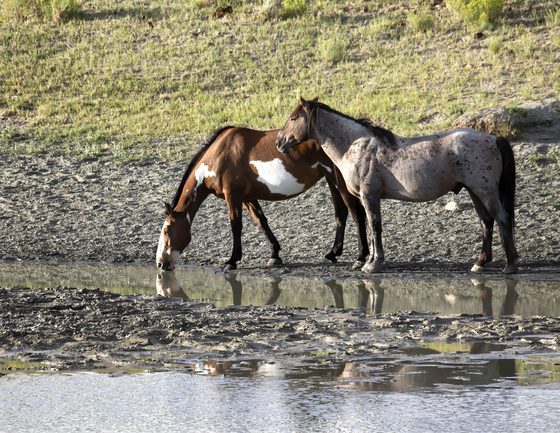 Sand Wash Basin Herd Management Area