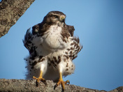 Ruffled Feathers