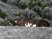 Sand Wash Basin Herd Management Area