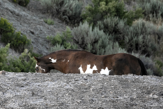 Sand Wash Basin Herd Management Area