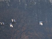 Migrating Tundra Swans.