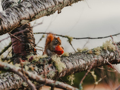 a squirrel and his breakfast