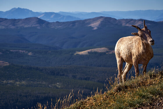 Yellowstone National Park