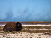 Yellowstone National Park