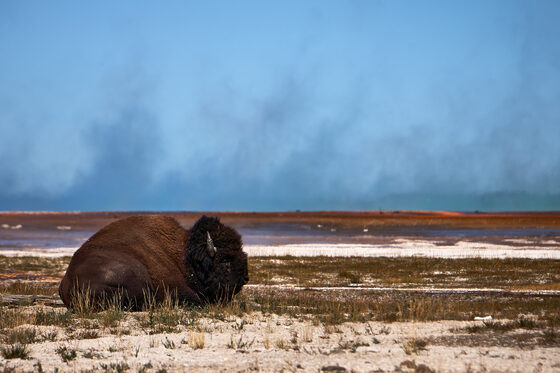 Yellowstone National Park