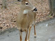Wild deer in Michel-Chartrand Park