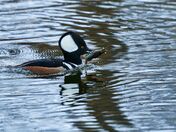 Hooded Merganser with crawfish