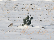 A Snow Bunting Surprise