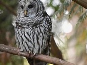 Barred owl