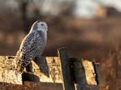 Snowy Owl on a Fence