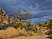 Joshua Tree National Park