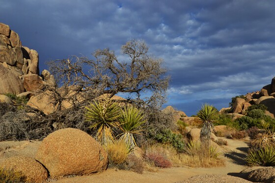 Joshua Tree National Park