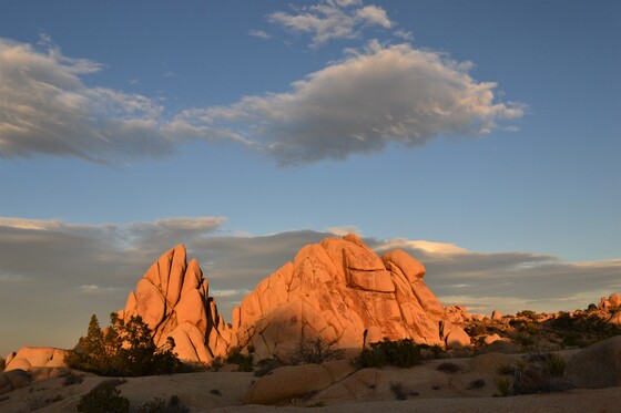 Joshua Tree National Park