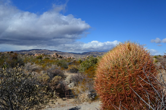 Joshua Tree National Park