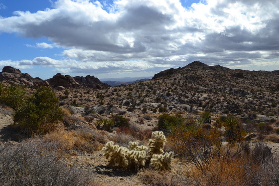 Joshua Tree National Park