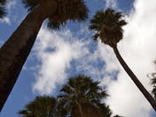 Joshua Tree National Park