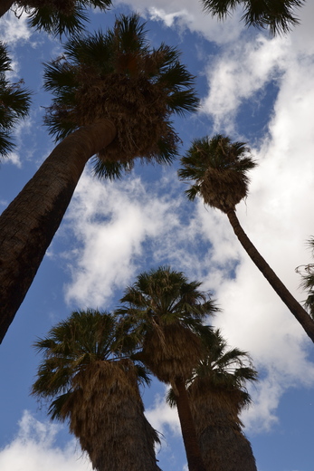 Joshua Tree National Park