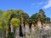 Joshua Tree National Park
