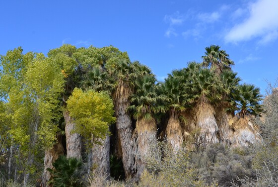 Joshua Tree National Park