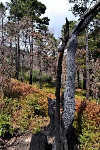Coronado National Forest
