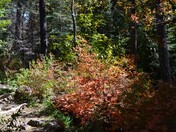 Coronado National Forest