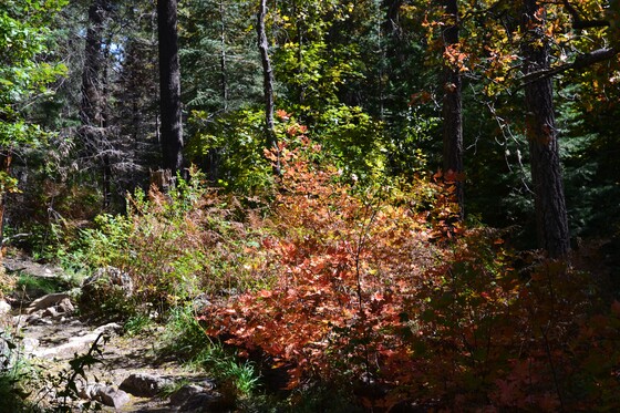 Coronado National Forest
