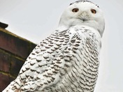 Snowy owl 