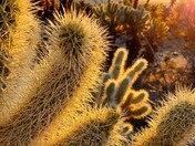Joshua Tree National Park