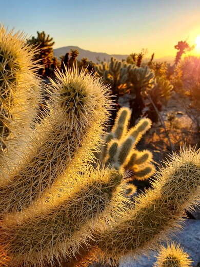 Joshua Tree National Park