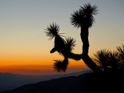 Joshua Tree National Park