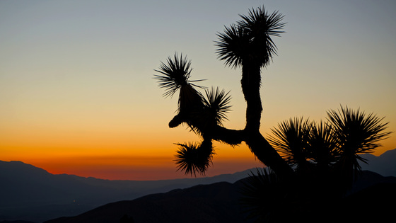 Joshua Tree National Park