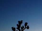 Joshua Tree National Park