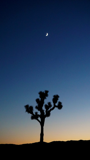 Joshua Tree National Park