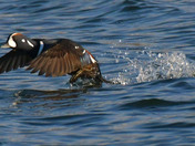Harlequin Duck