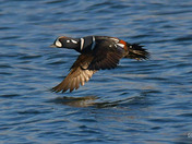 Harlequin Duck