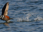 Harlequin Duck