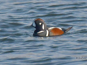Harlequin Duck