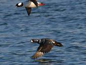 Harlequin Duck