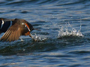 Harlequin Duck
