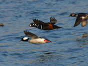 Harlequin Duck