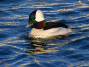 Bufflehead Duck