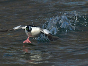 Bufflehead Duck
